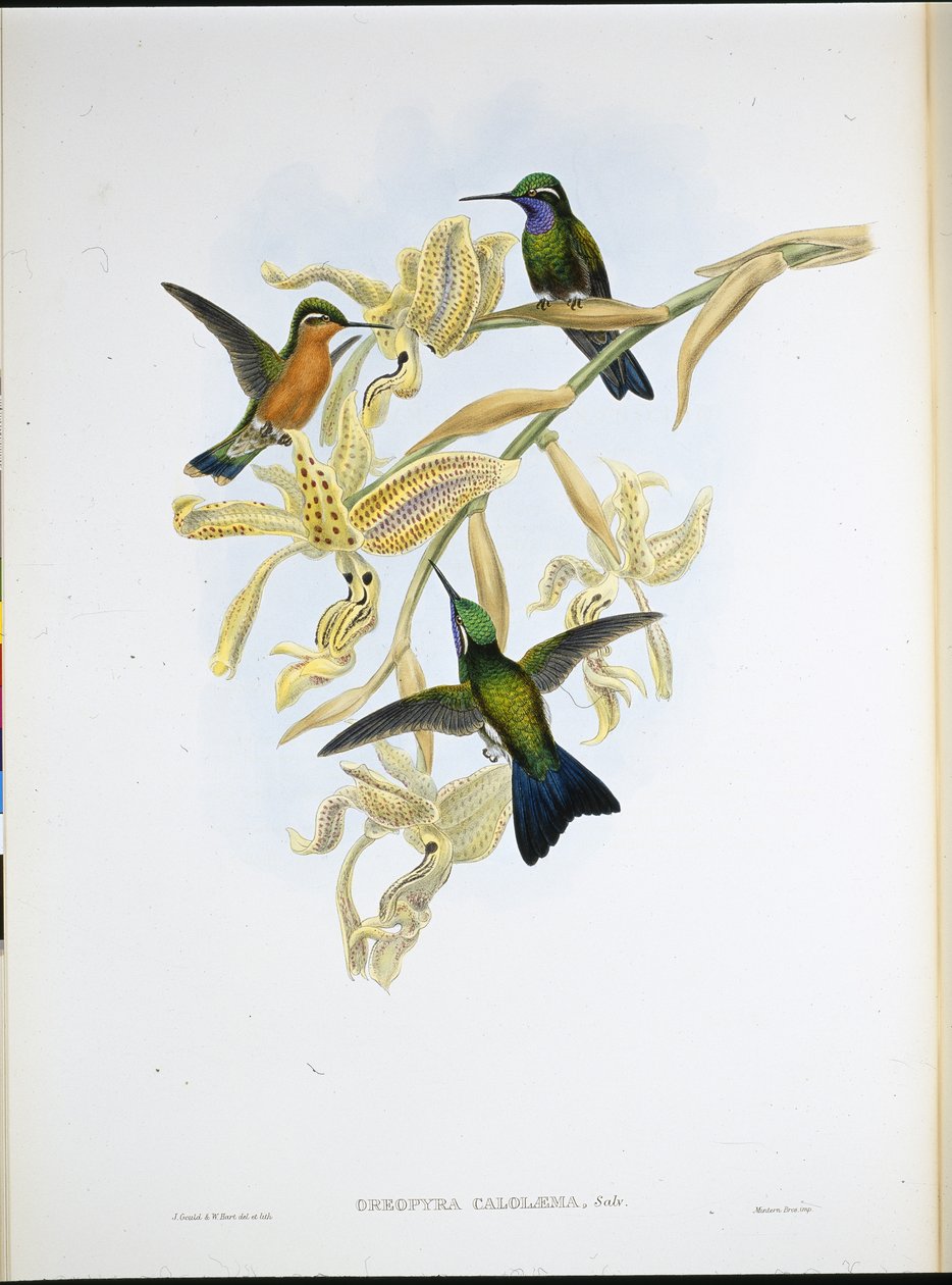 Purperkeelkolibrie (Oreopyra Calolaema) door John (after) Gould