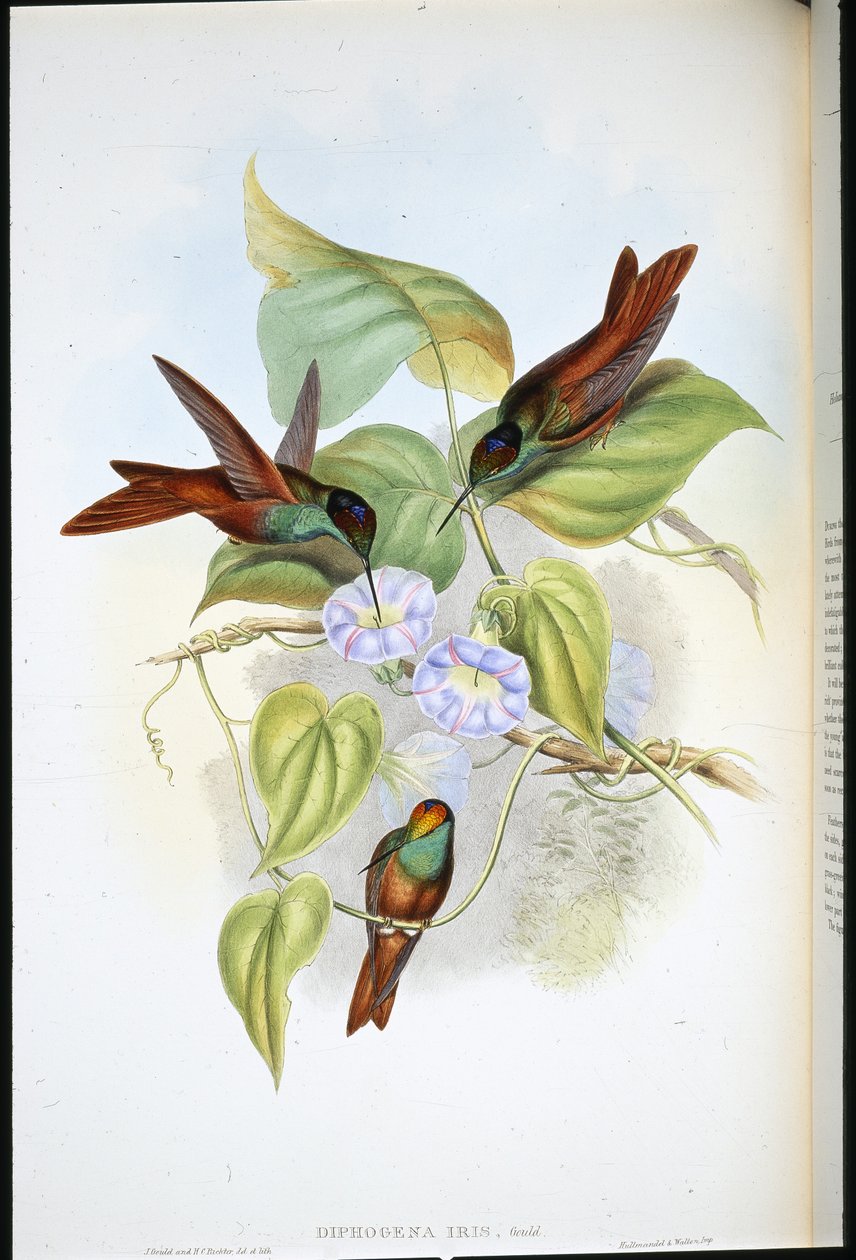 Regenboog (Diphogena Iris) door John (after) Gould