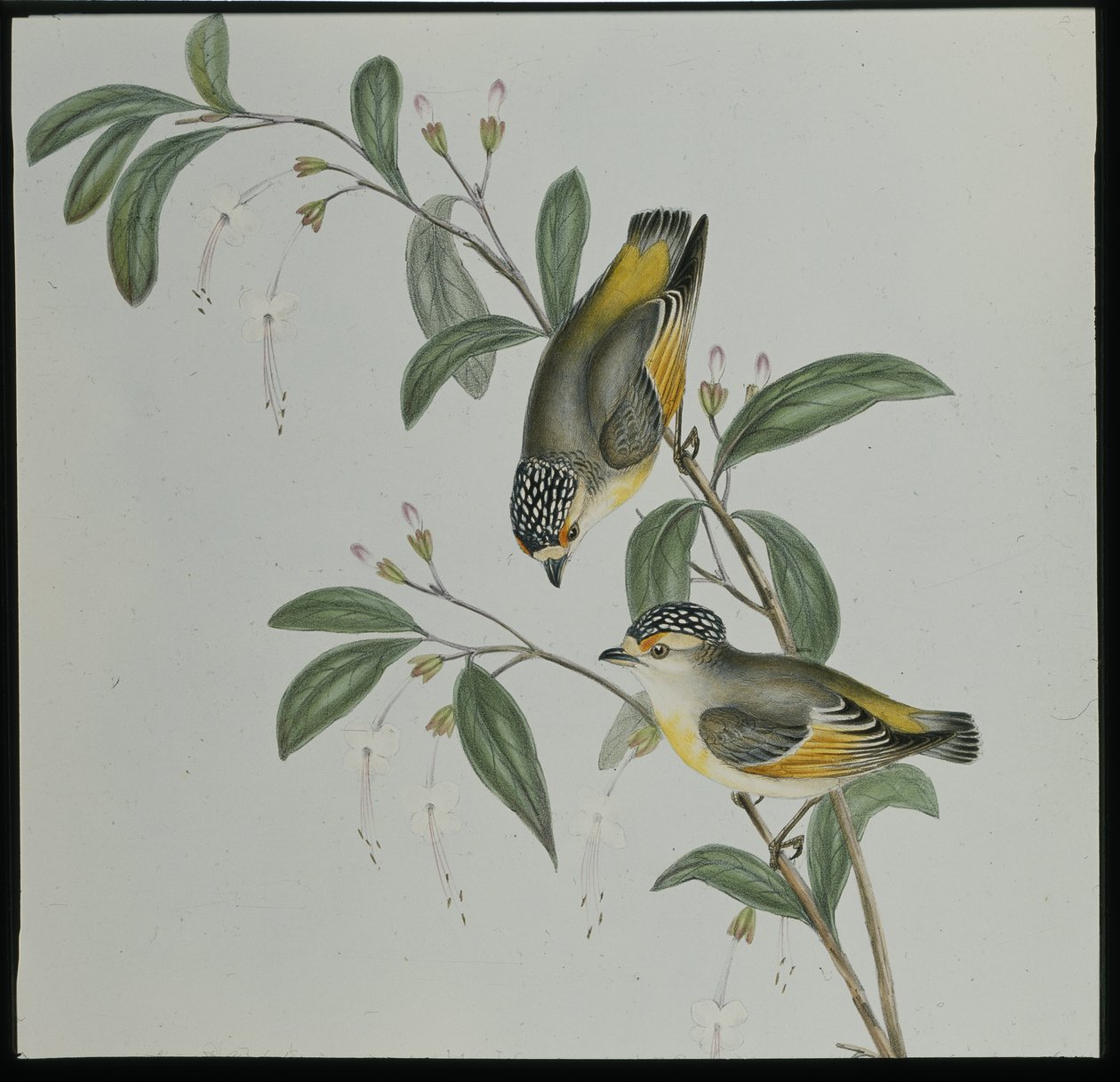 Roodgelijnde Pardalote (pardalotus rubricatus) door John (after) Gould