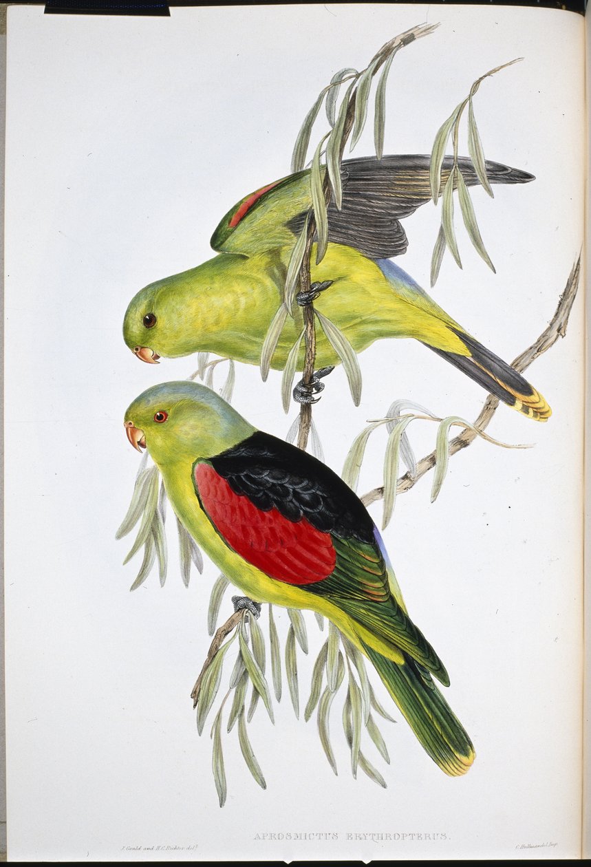 Roodvleugel lori door John (after) Gould