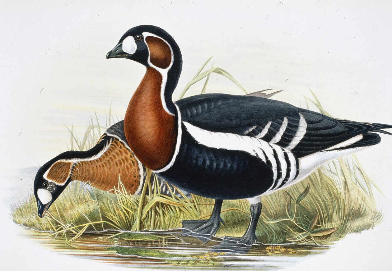 Roodhalsgans (Bernicla Ruficollis) door John (after) Gould