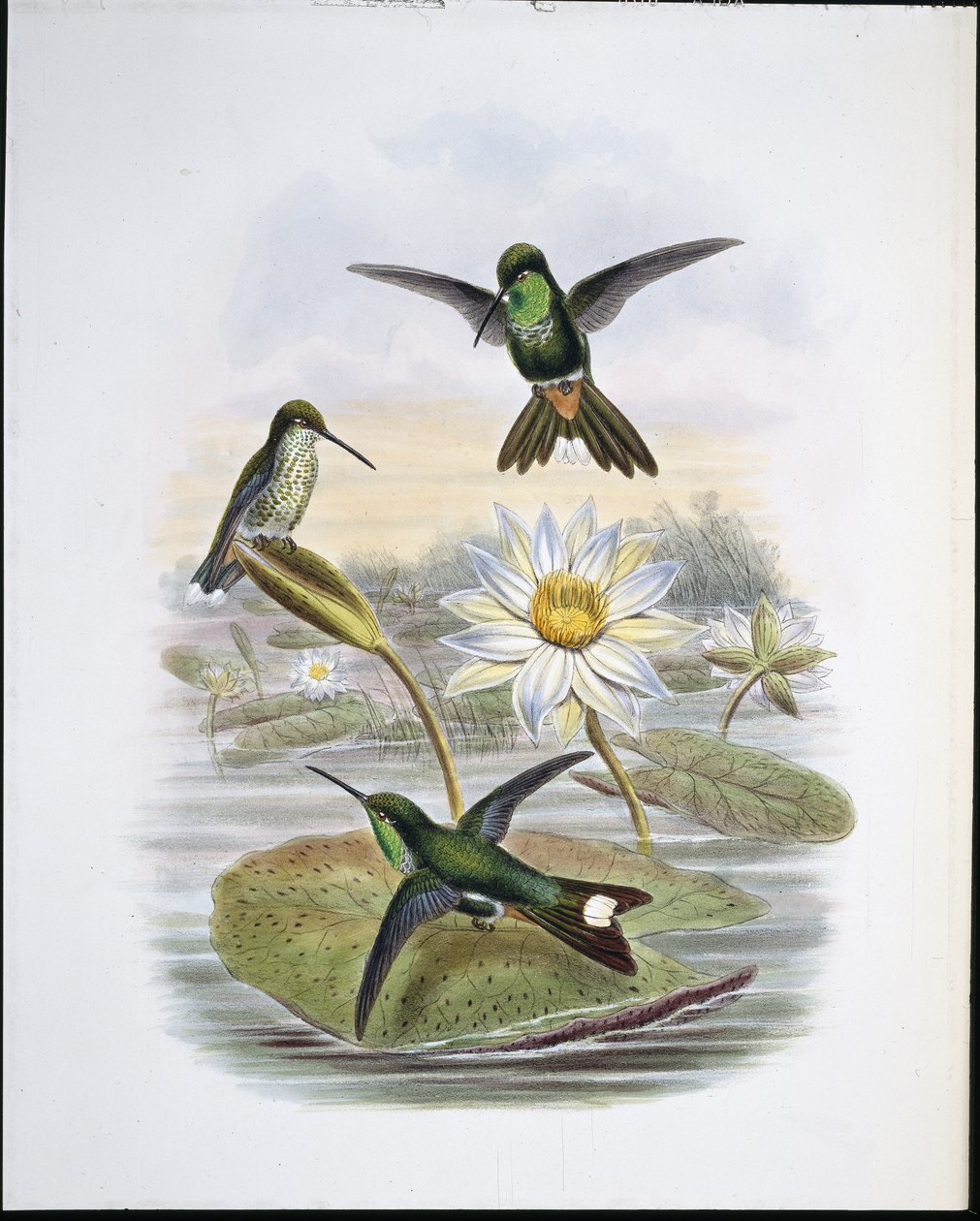 Roodgeventileerde Witte Tip door John (after) Gould