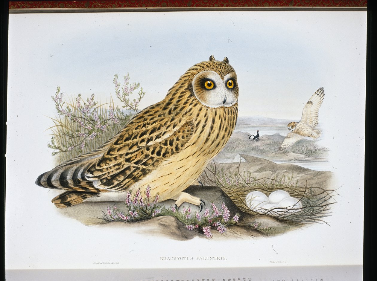 Velduil (Brachyotus Palustris) door John (after) Gould