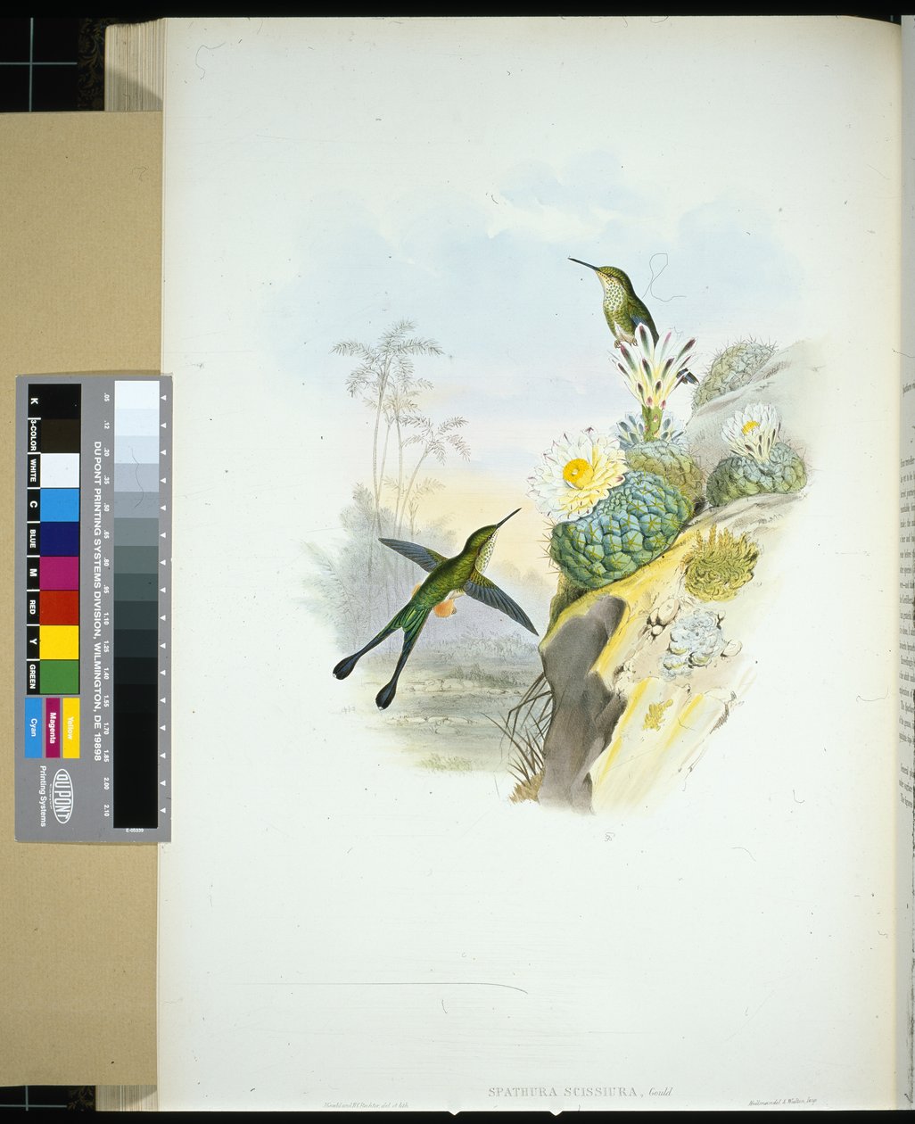 Schaarstaart-racketstaart (spathura scissiura) door John (after) Gould
