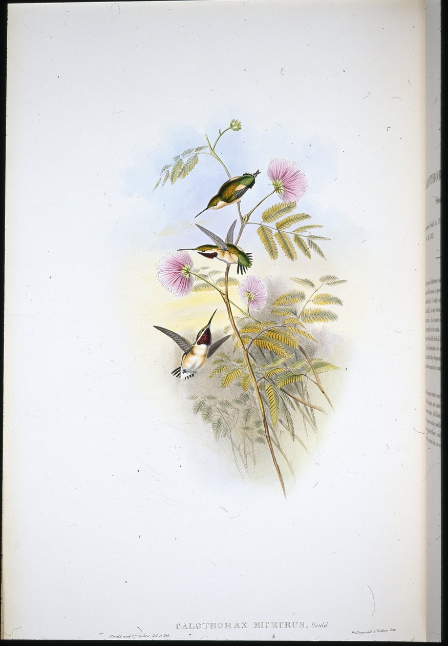 Kortstaartbosster door John (after) Gould