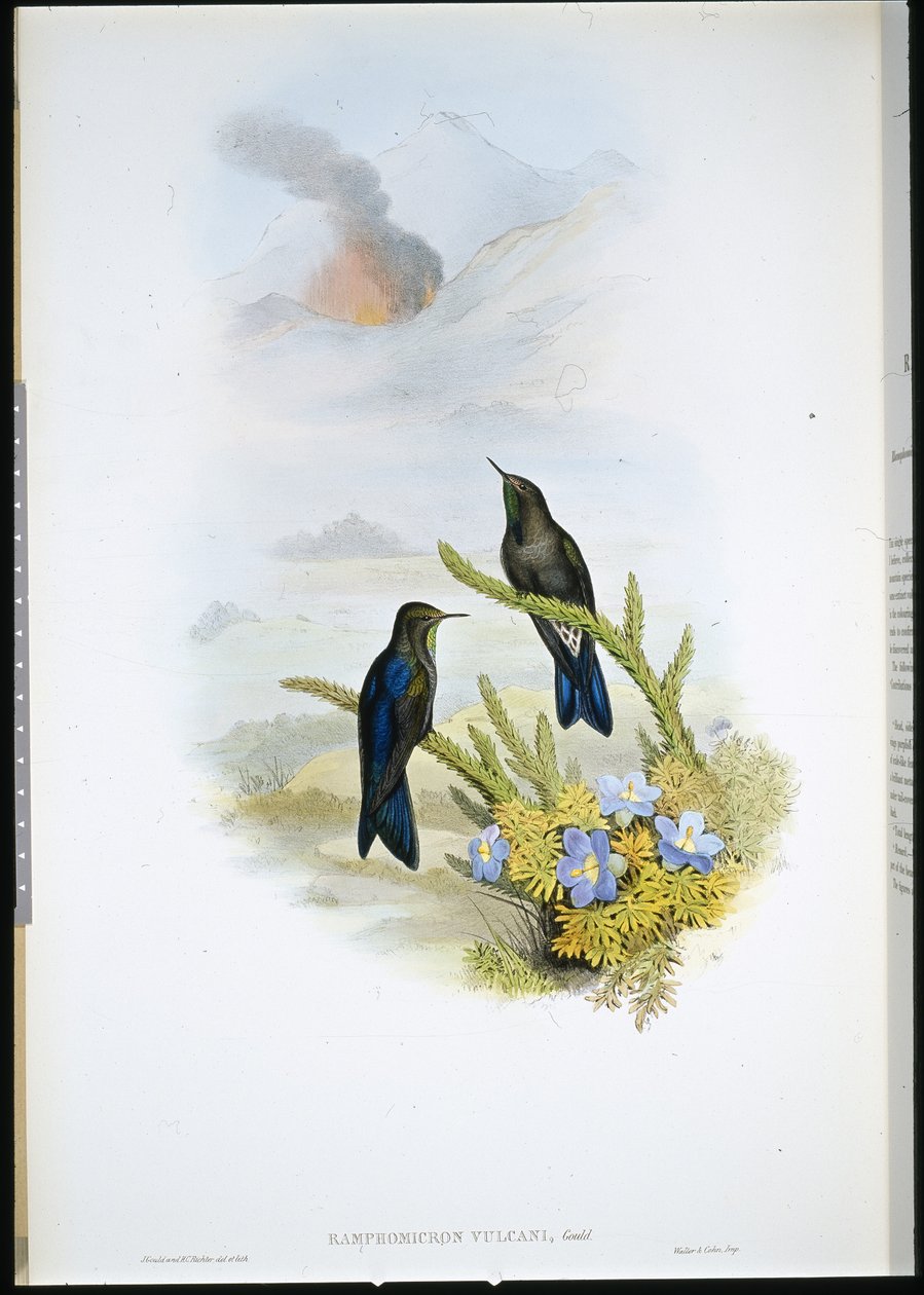 Zuidelijke doornbek (Ramphomicron Vulcani) door John (after) Gould