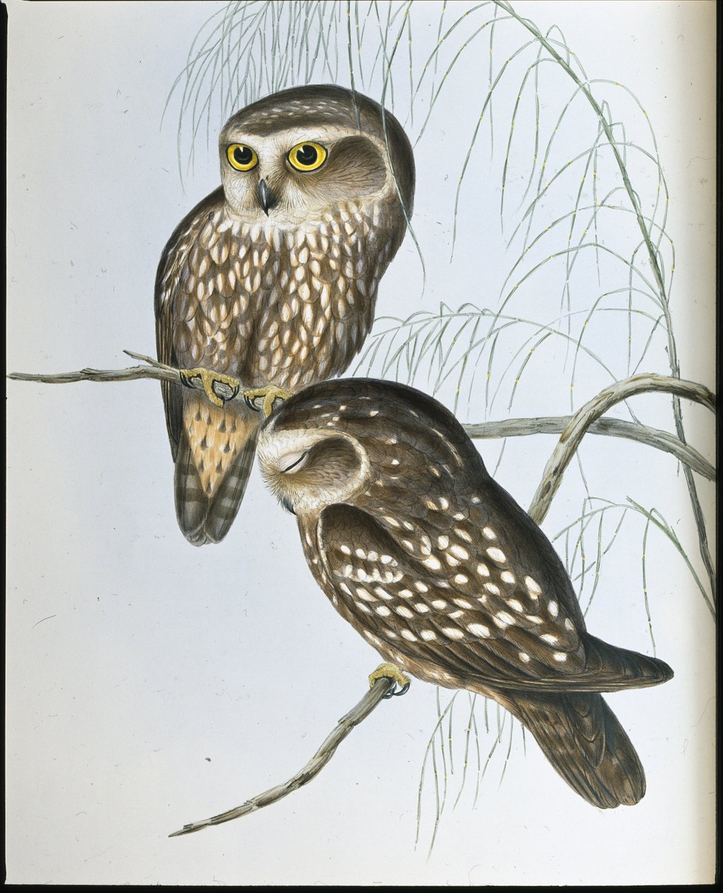 Gevlekte uil (Athene Maculata) door John (after) Gould