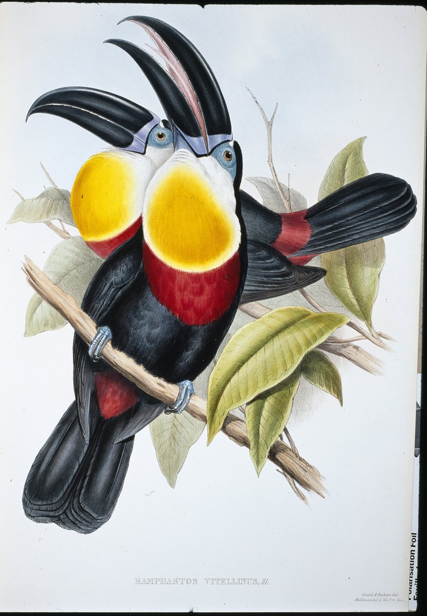 Zwavel & Witborst Toekan door John (after) Gould