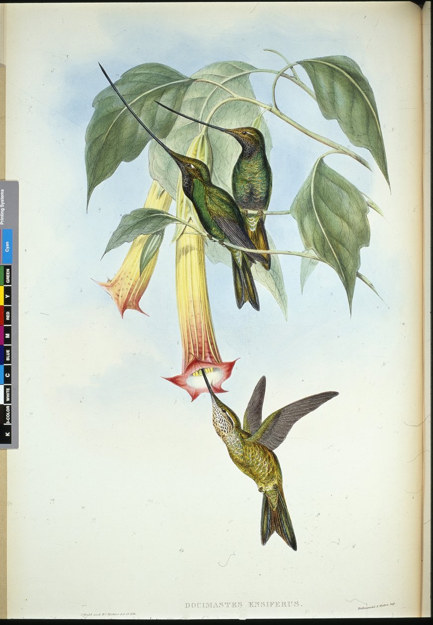 Zwaard-snavel (Docimastes Ensiferus) door John (after) Gould