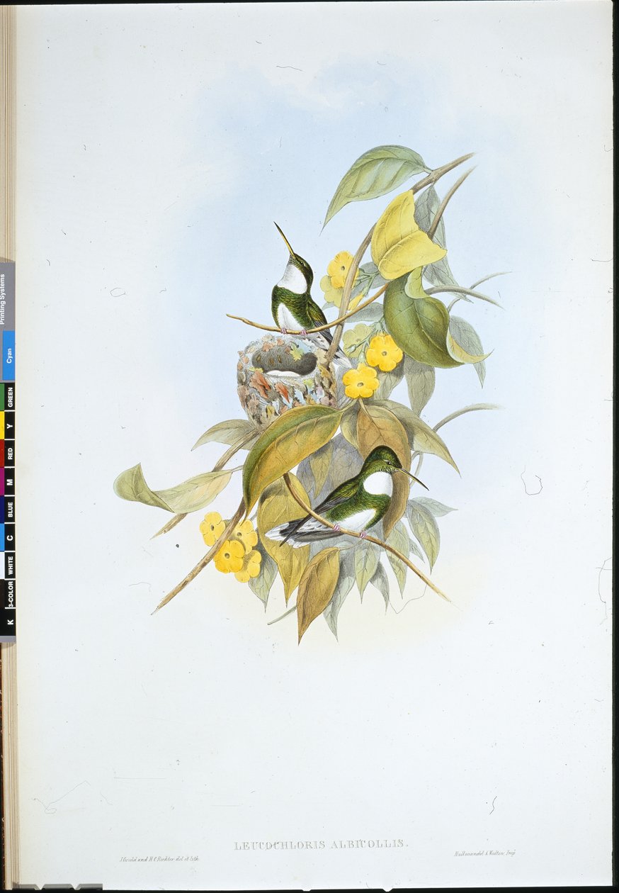 Witte keel (Leucochloris Albicollis) door John (after) Gould