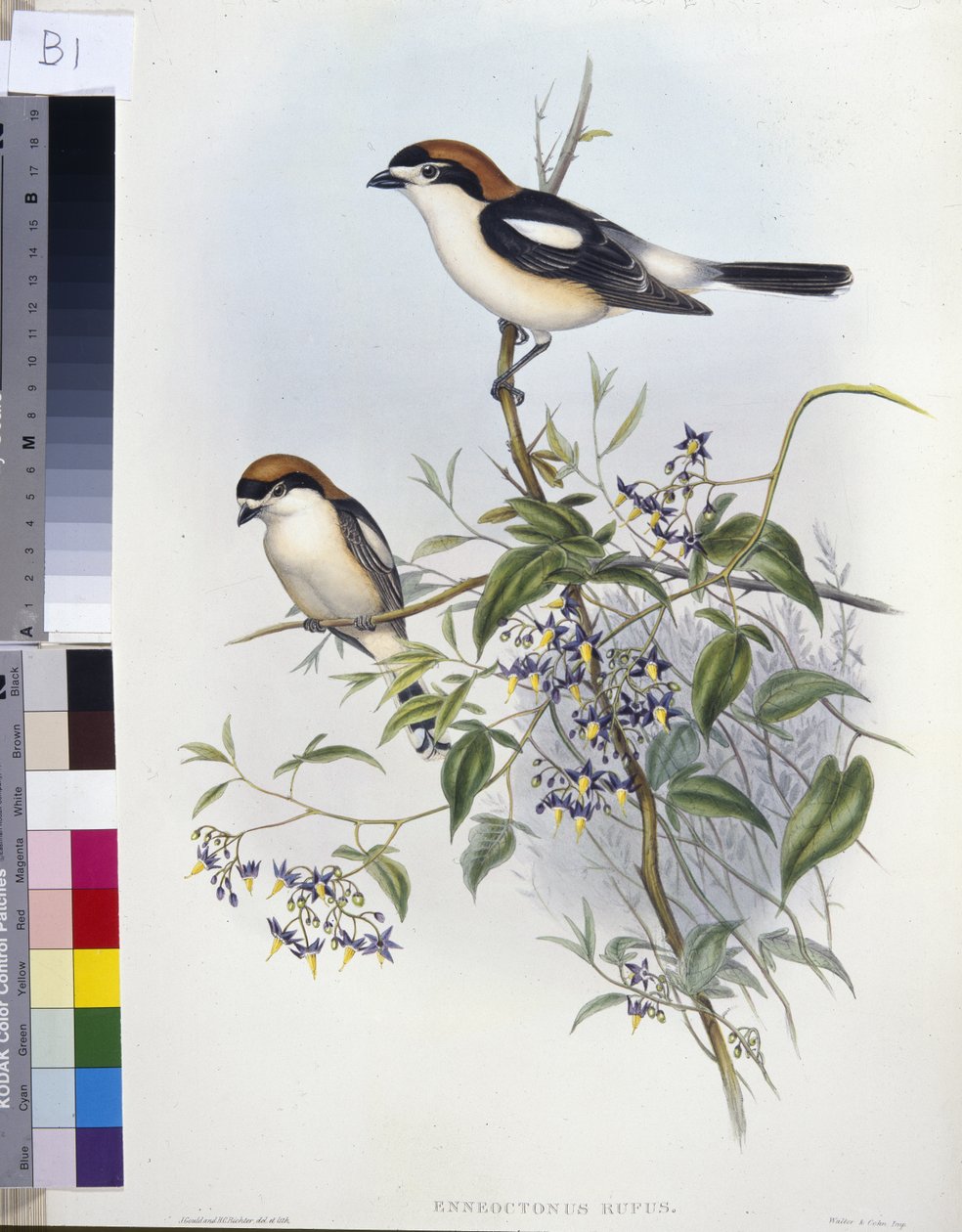 Roodkopklauwier (Enneoctonus Rufus) door John (after) Gould