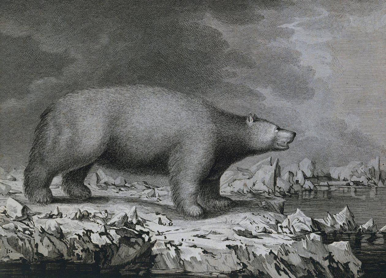 IJsbeer, gravure door Peter Mazel naar tekening van John Webber gemaakt tijdens de derde reis van James Cook door John (after) Webber