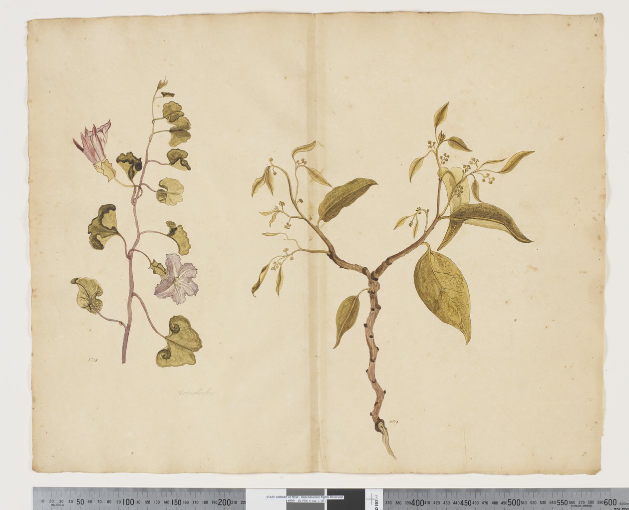 F.13 Ipomea Pes, caprae; Celtis paniculata, c.1790-95 door John (attr. to) Doody