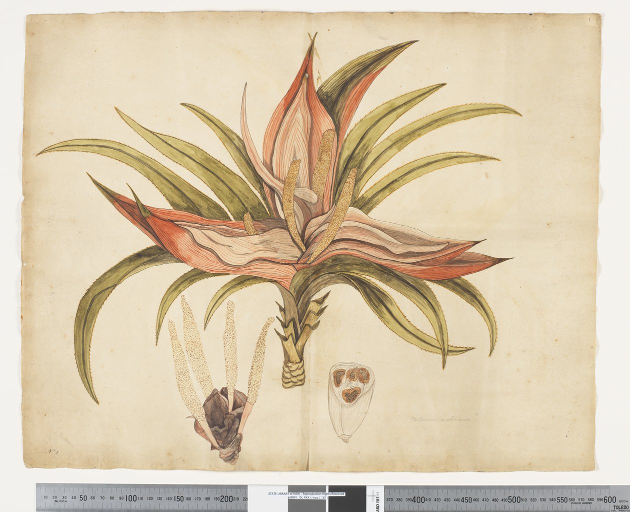 F.1 Freycinetia baueriana, c.1790-95 door John (attr. to) Doody