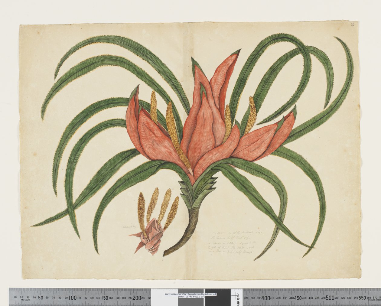 F.36 Freycinetia baueriana, c.1790-95 door John (attr. to) Doody
