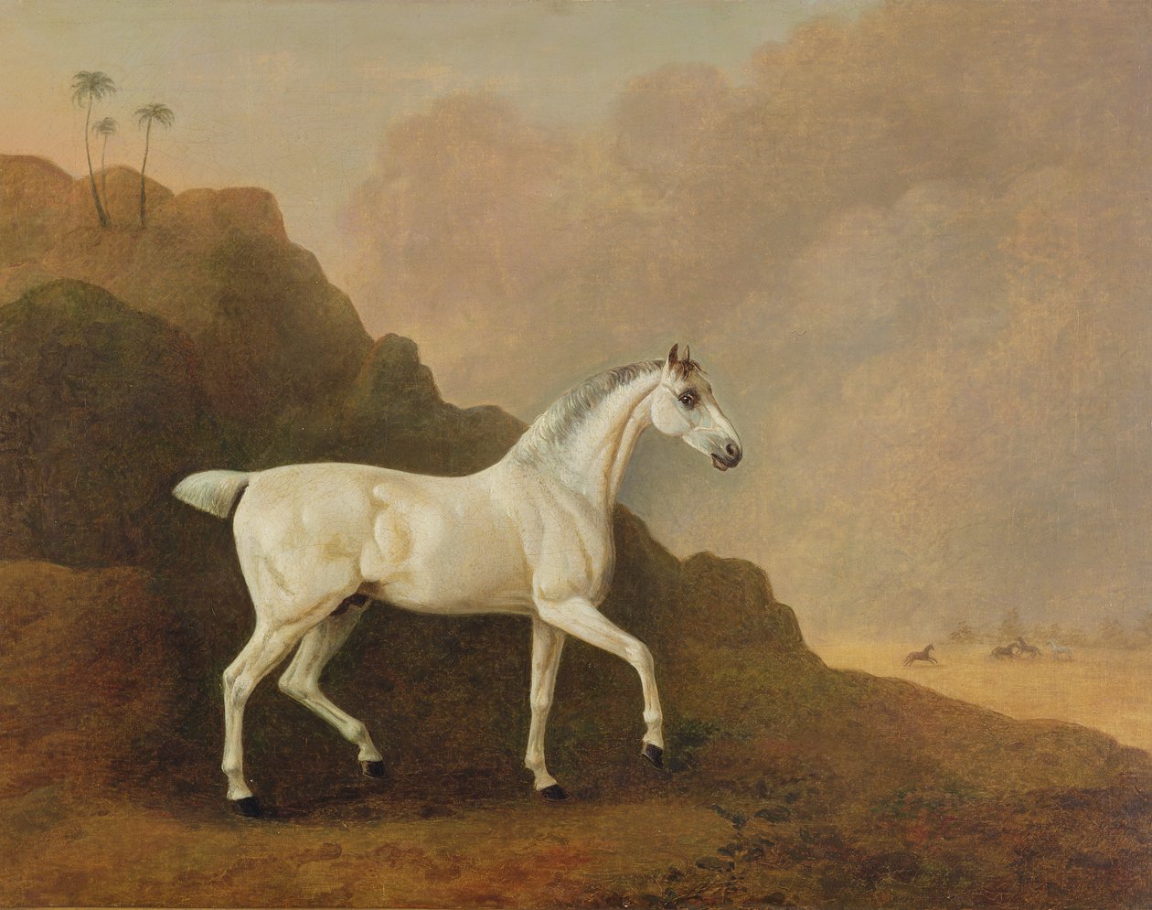 Een grijze Arabische hengst in een woestijnlandschap door John Boultbee