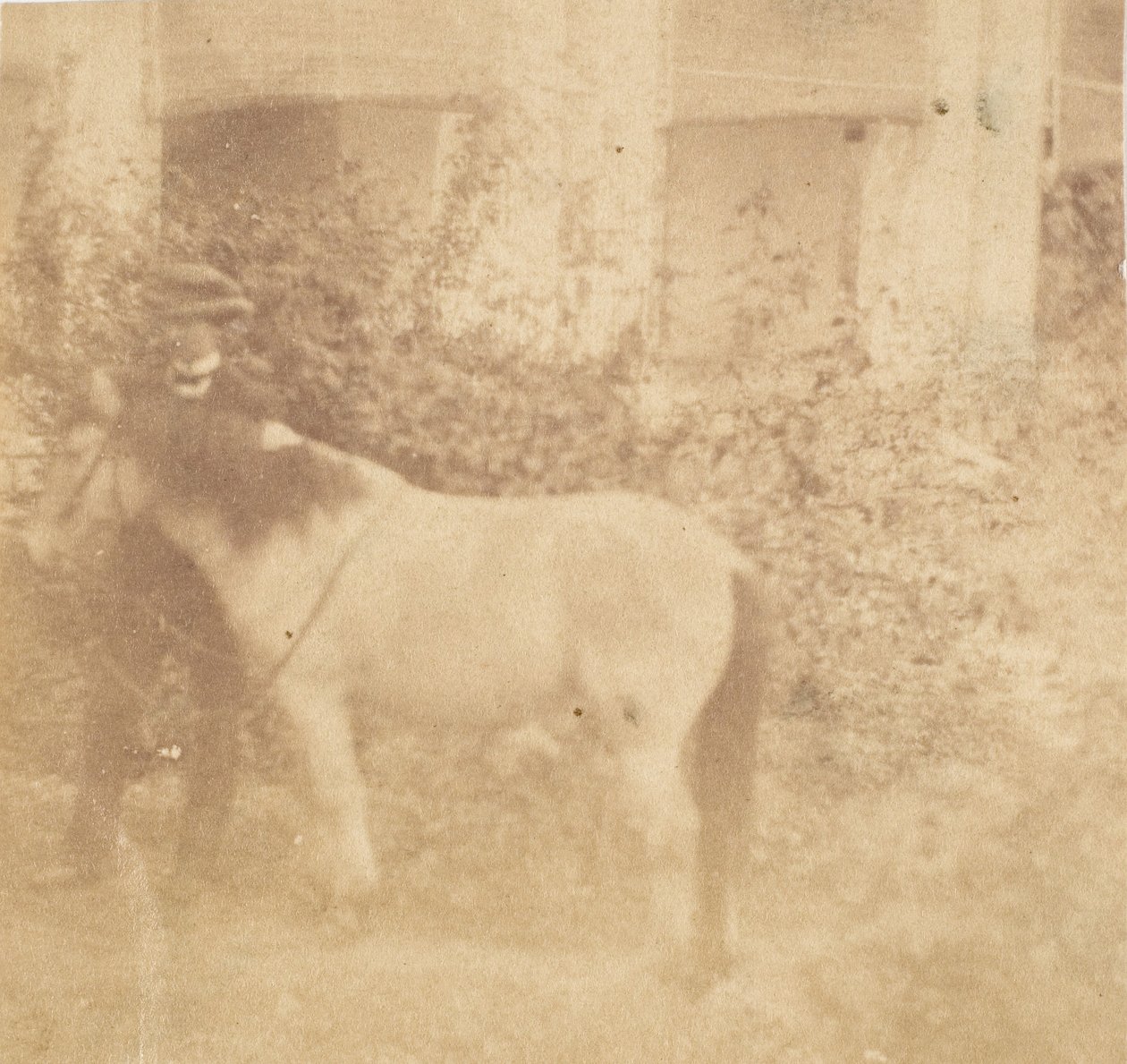 [Man en paard, Government House, Allahabad], 1858 door John Constantine Stanley