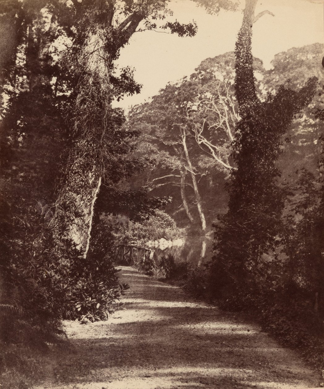 Het bovenmeer, bossen in de Penllergare-vallei, ca. 1852 (foto) door John Dillwyn Llewelyn