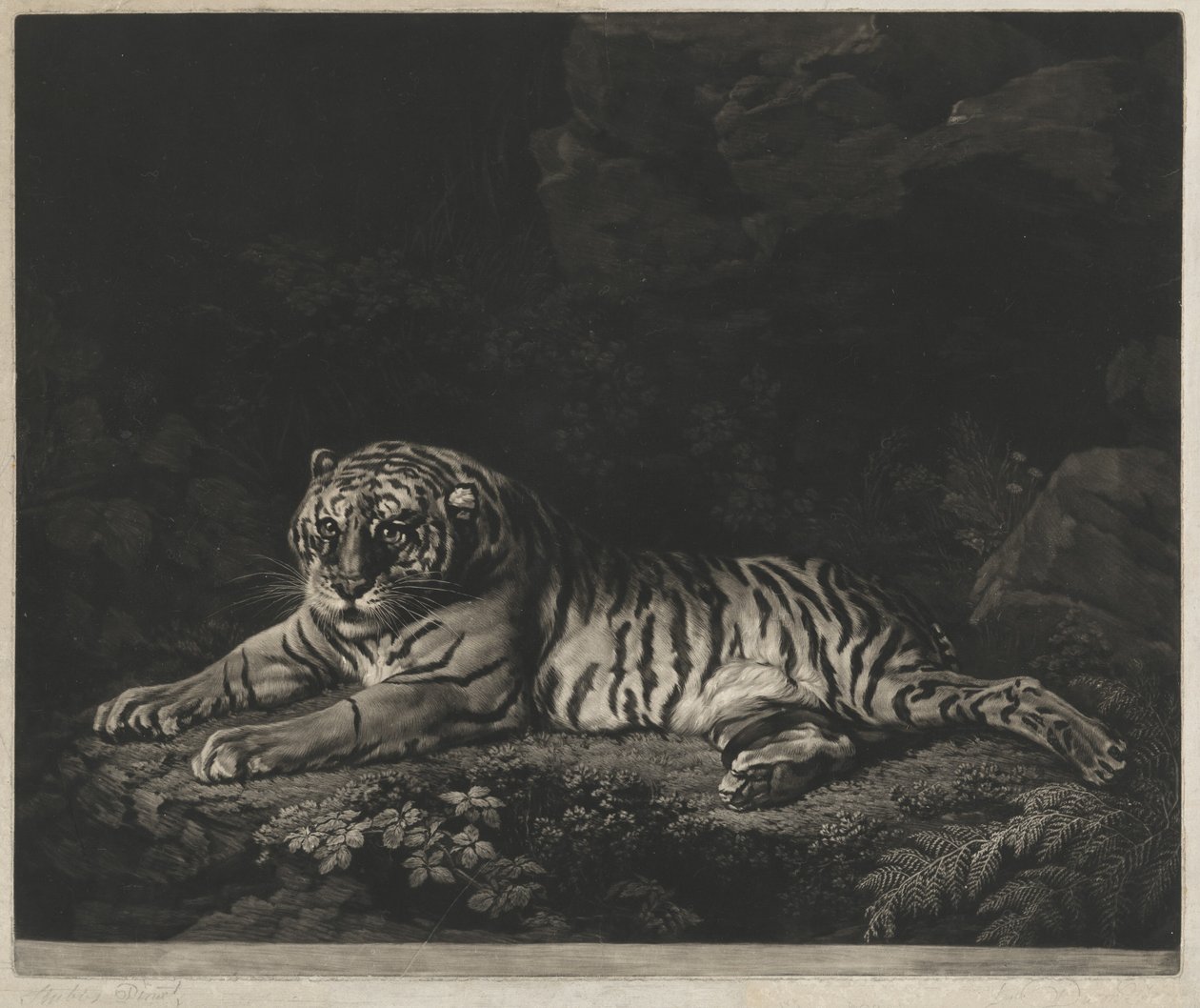 Een tijgerin door John Dixon after George Stubbs