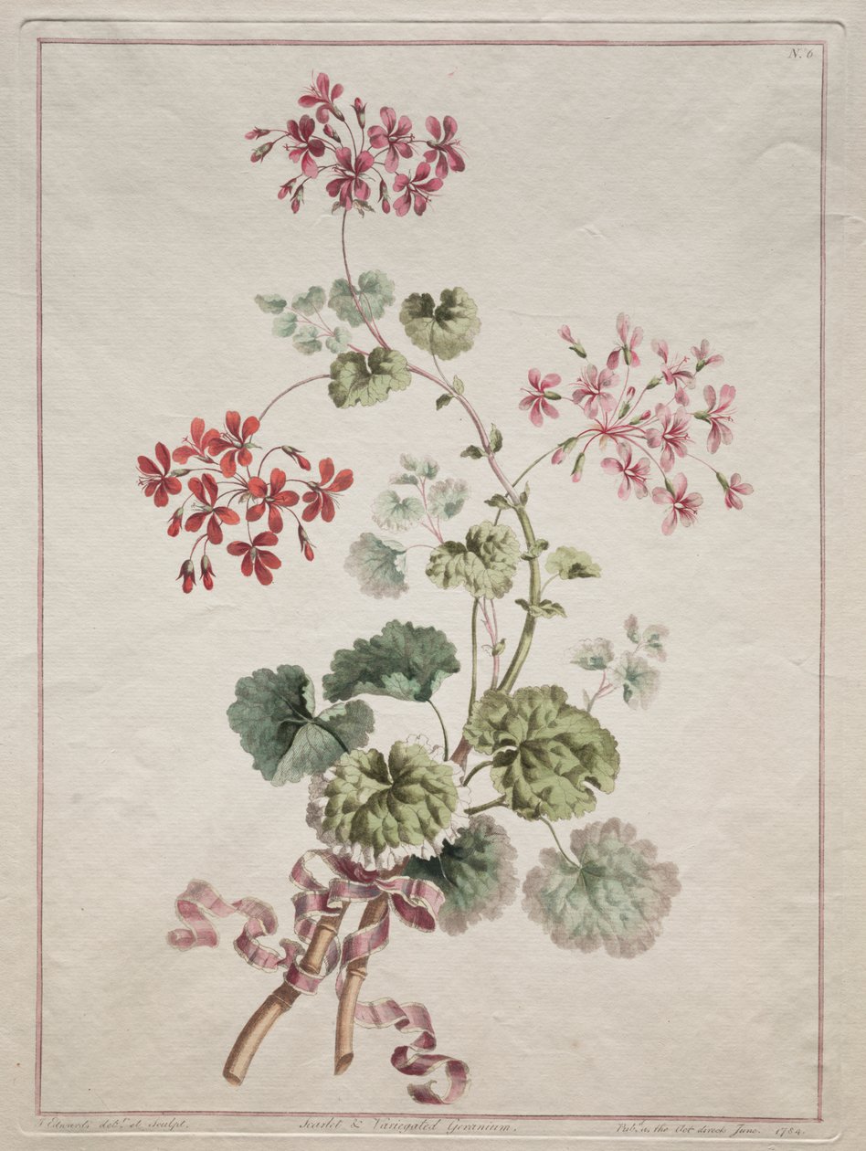 Een verzameling bloemen getekend naar de natuur: Nr. 6 - Scharlaken en bonte geranium door John Edwards