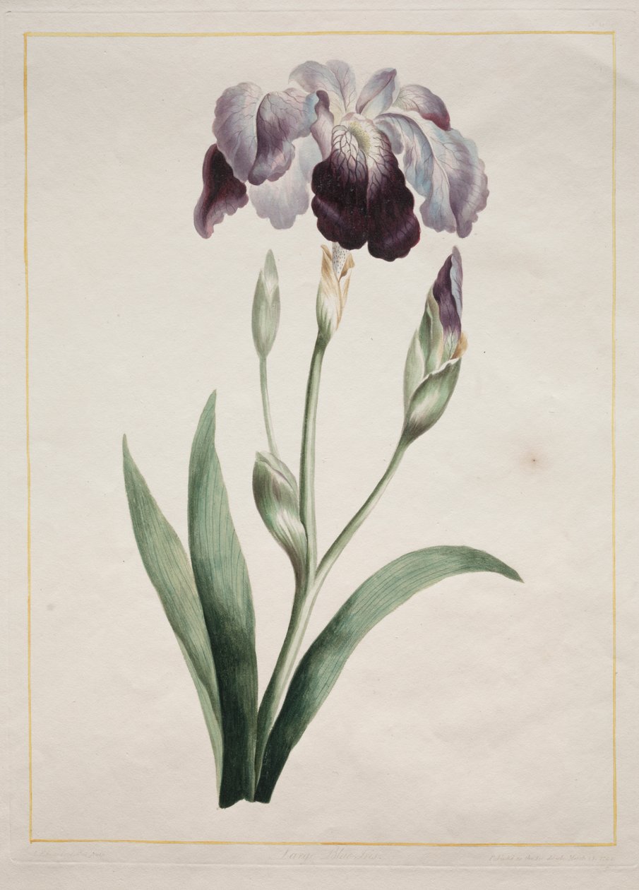 Japanse iris (grote blauwe iris) door John Edwards