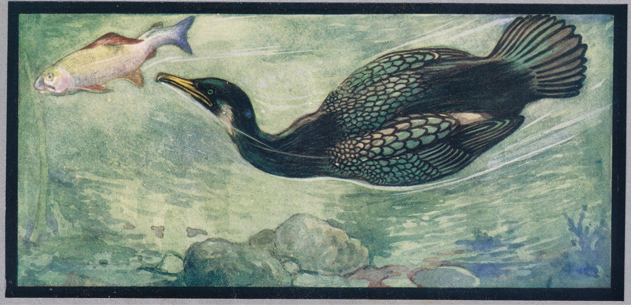 Een vogel die een vis achtervolgt, illustratie uit 