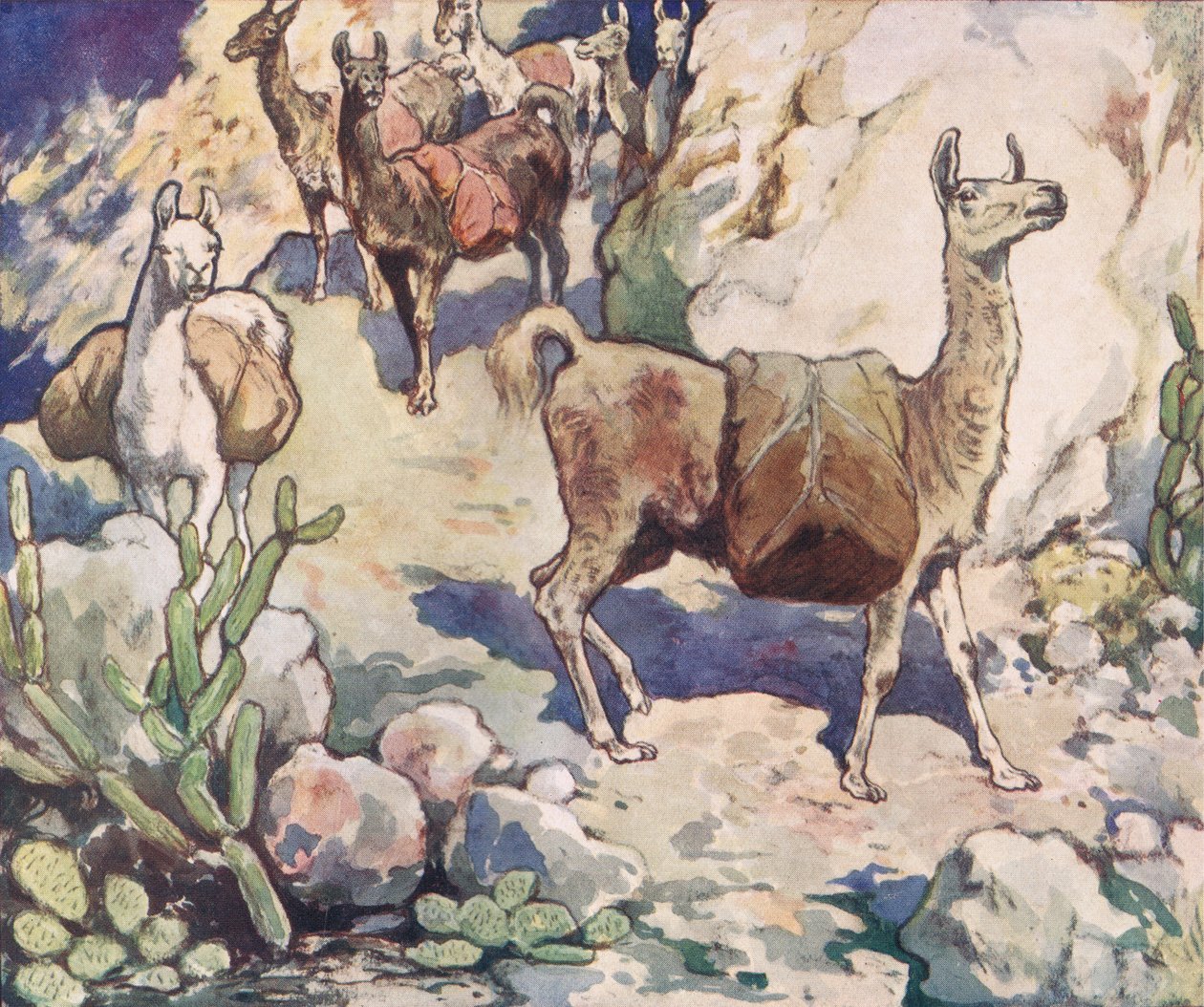 Alpaca