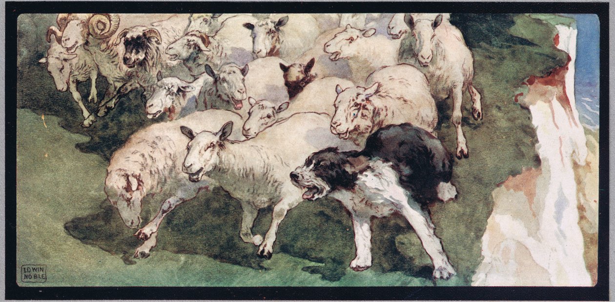 Bobtail-schapenherder en kudde op kliffen, illustratie uit 