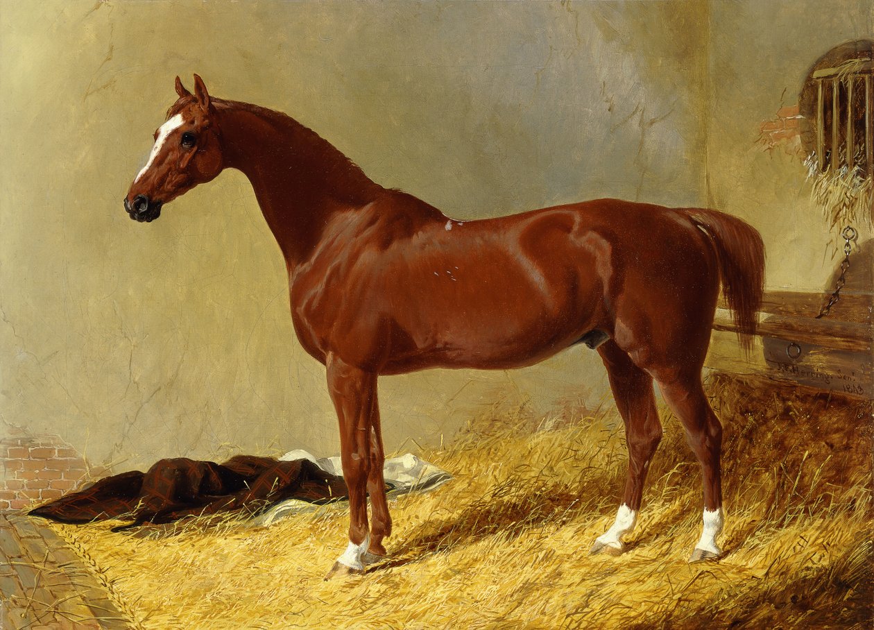 Een bruine renpaard in een stal door John Frederick Herring Senior