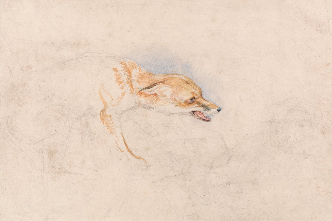 Studie van een hurkende vos, naar rechts kijkend door John Frederick Lewis