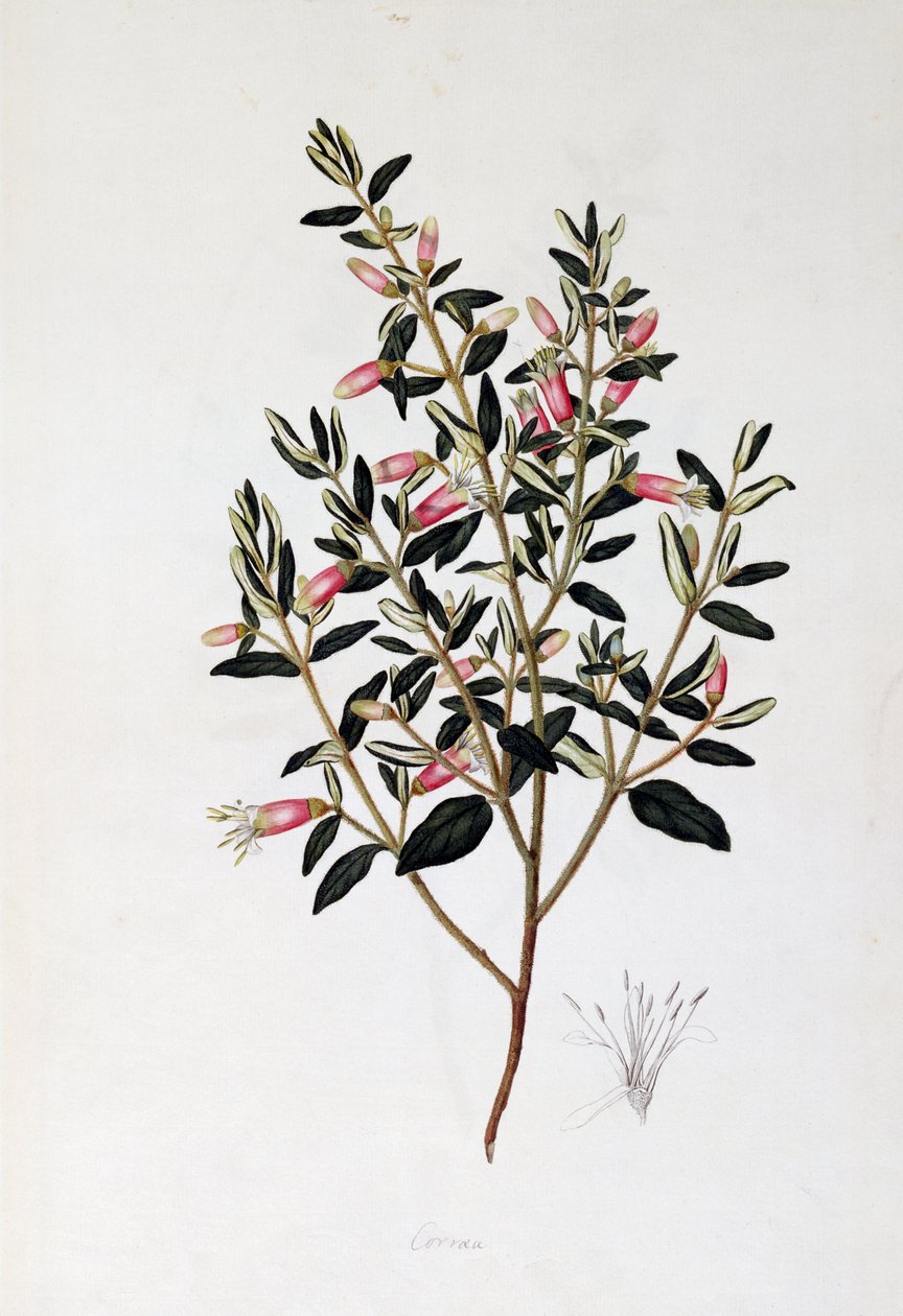 Correa Reflexa, tekening door John Frederick Miller door John Frederick Miller