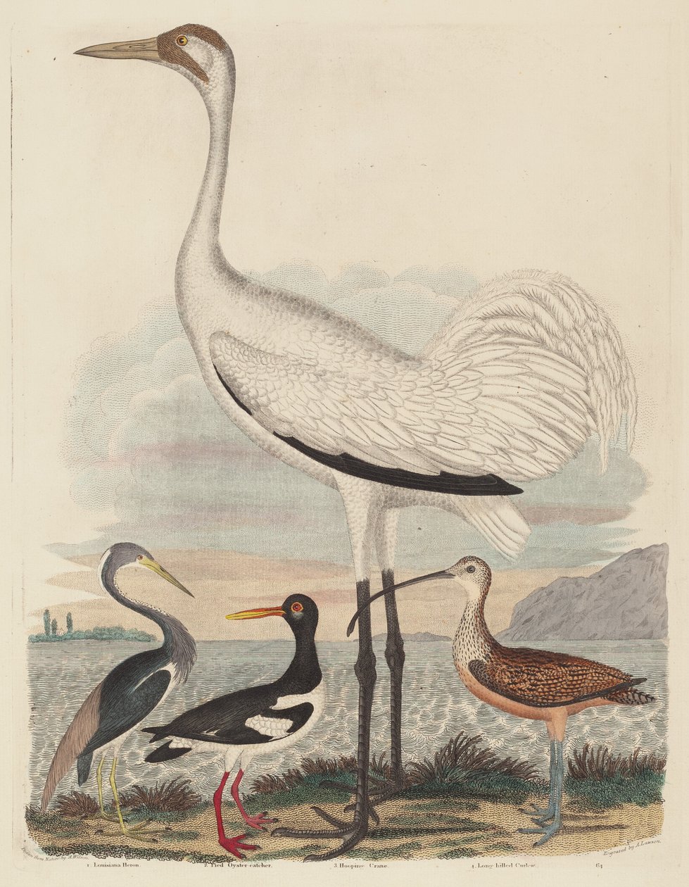 Louisiana Reiger, Bonte Strandloper, Hooping Kraanvogel en Langsnavelige Wulp door John G. Warnicke