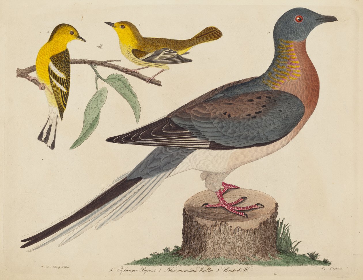 Passagiersduif, Blauwe Bergzanger en Hemlockzanger door John G. Warnicke