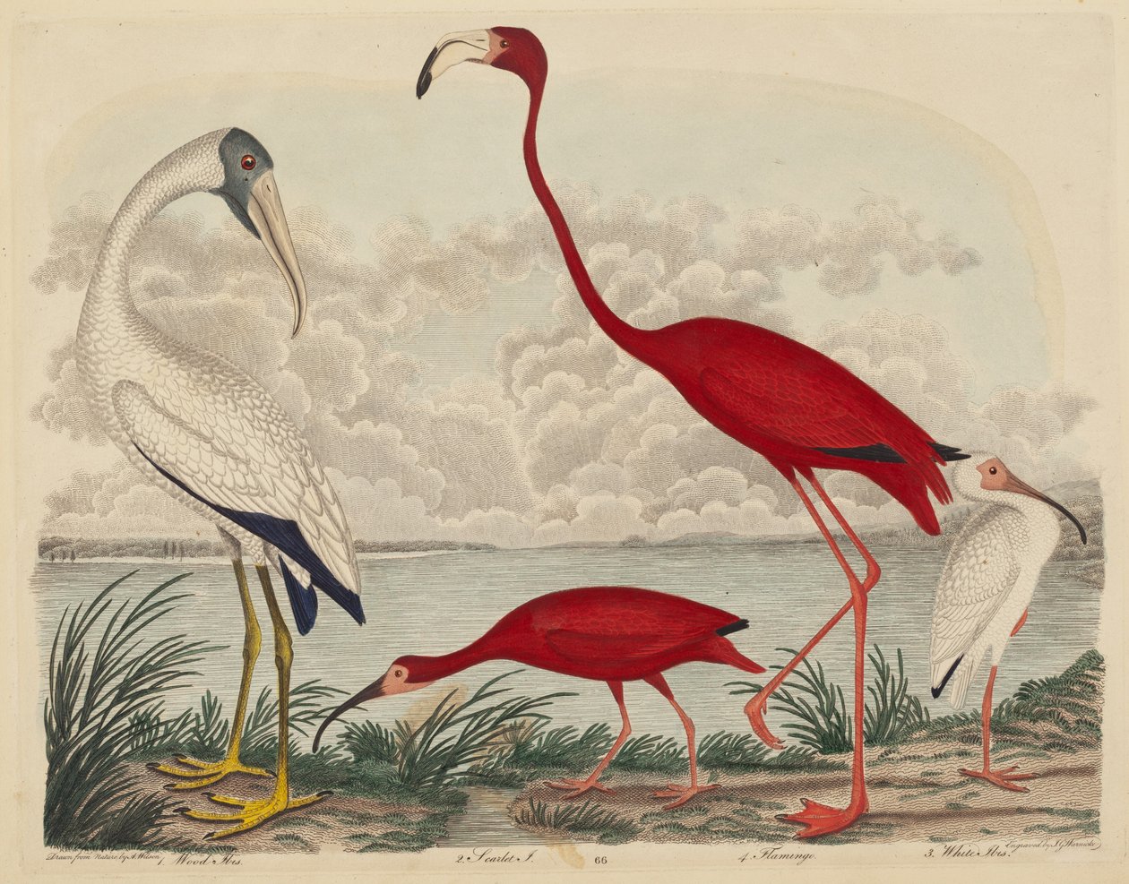 Hout Ibis, Rode Ibis, Flamingo en Witte Ibis, gepubliceerd 1808-1814 door John G. Warnicke