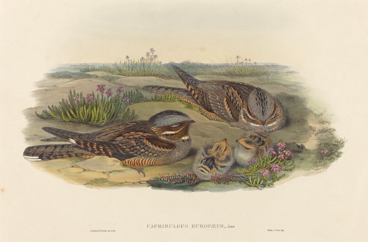 Caprimulgus europaeus Nachtzwaluw door John Gould and Henry Constantine Richter John Gould and Henry Constantine Richter
