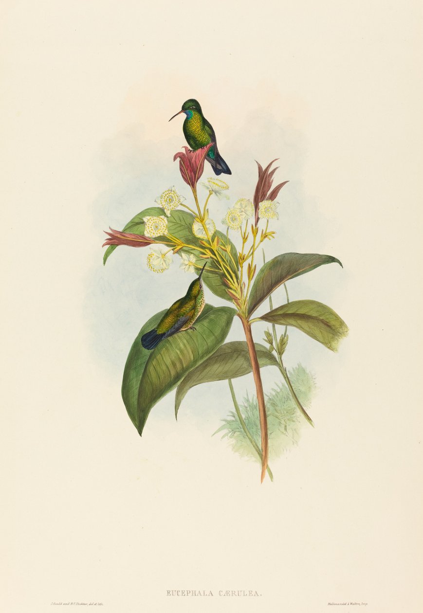 Eucephala caerulea Blauwkin Saffier door John Gould and Henry Constantine Richter John Gould and Henry Constantine Richter