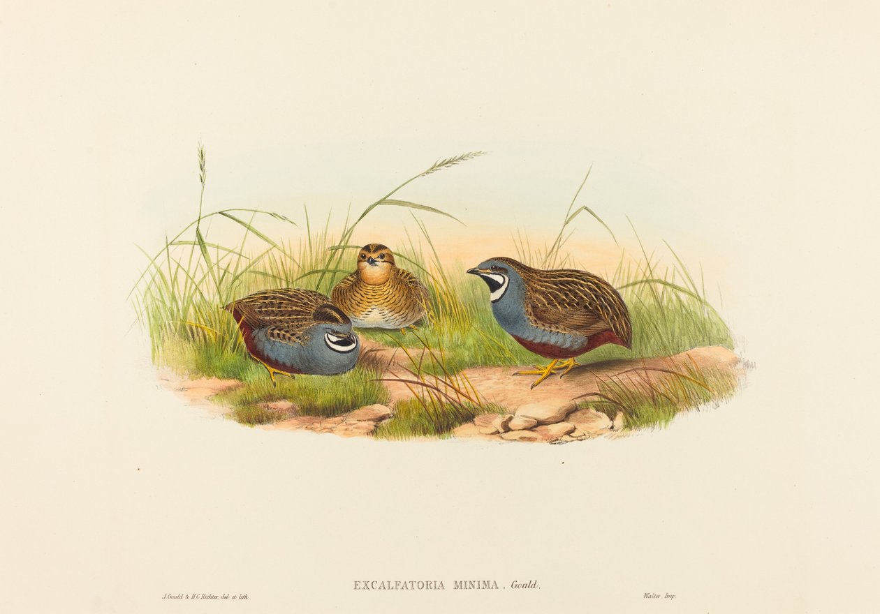 Excalftoria minima Blauwe-borstkwartel door John Gould and Henry Constantine Richter John Gould and Henry Constantine Richter
