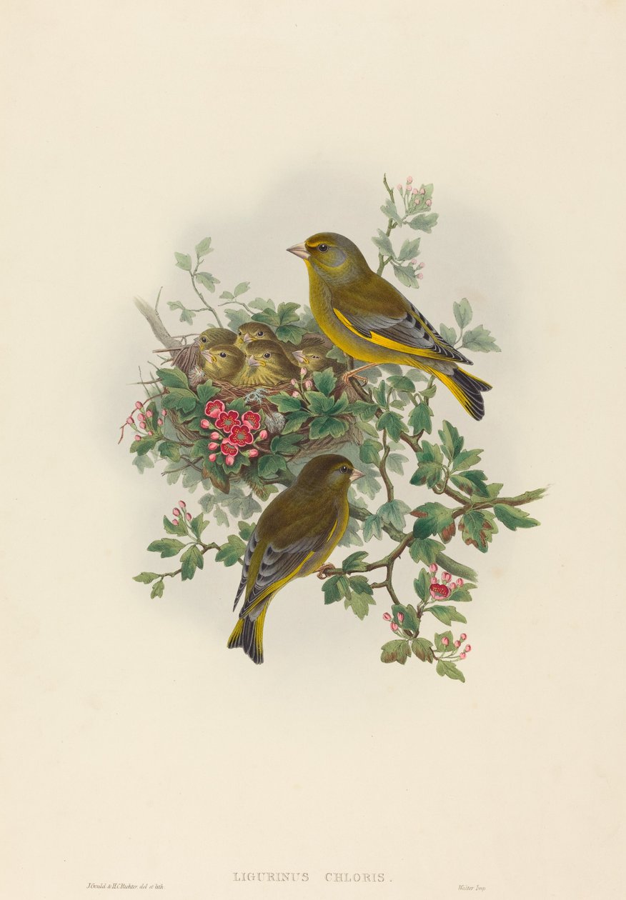 Ligurinus chloris Groenling door John Gould and Henry Constantine Richter John Gould and Henry Constantine Richter