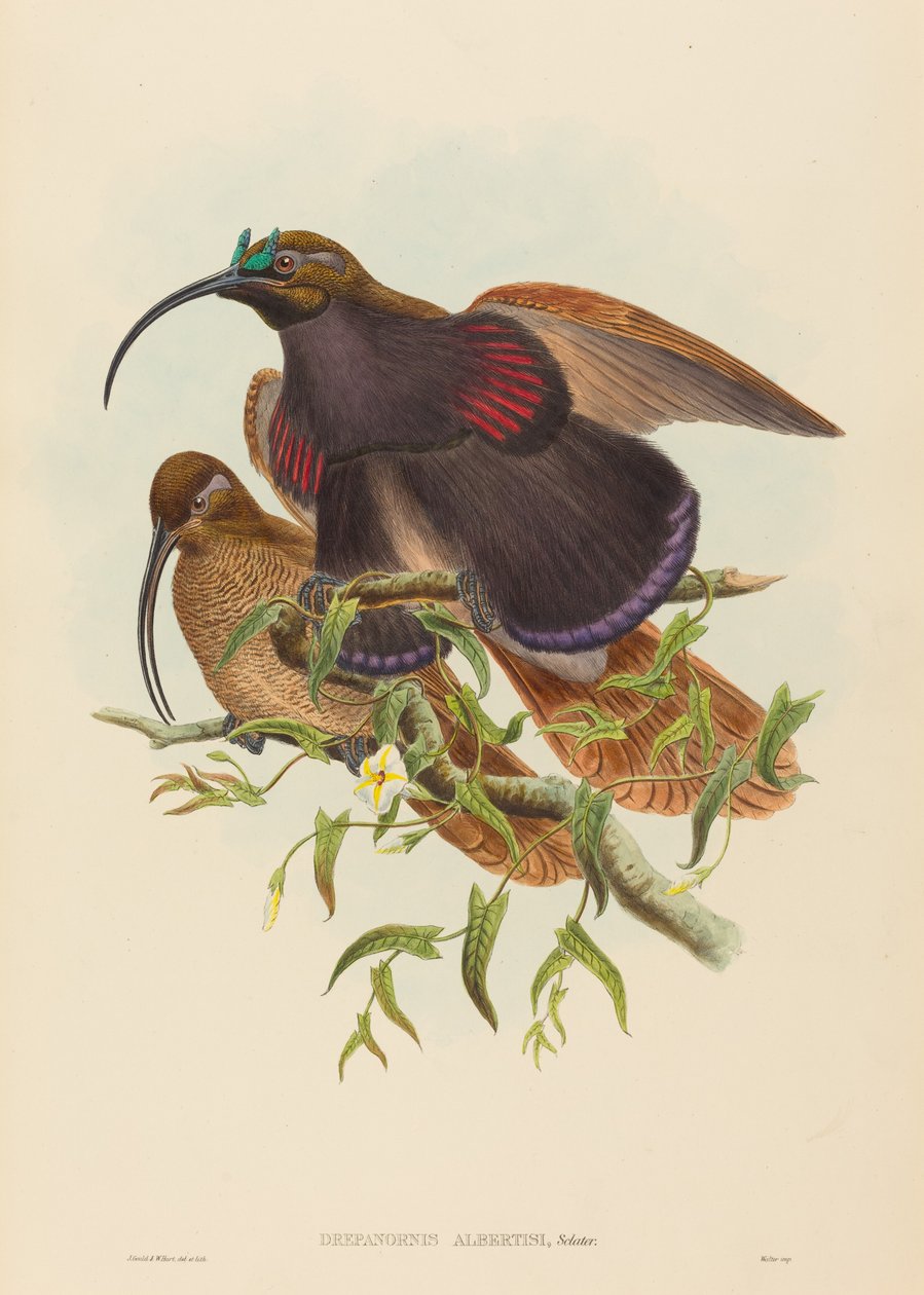 Drepanornis albertisi Zwartbek-sikkelsnavel Paradijsvogel door John Gould, William Matthew Hart