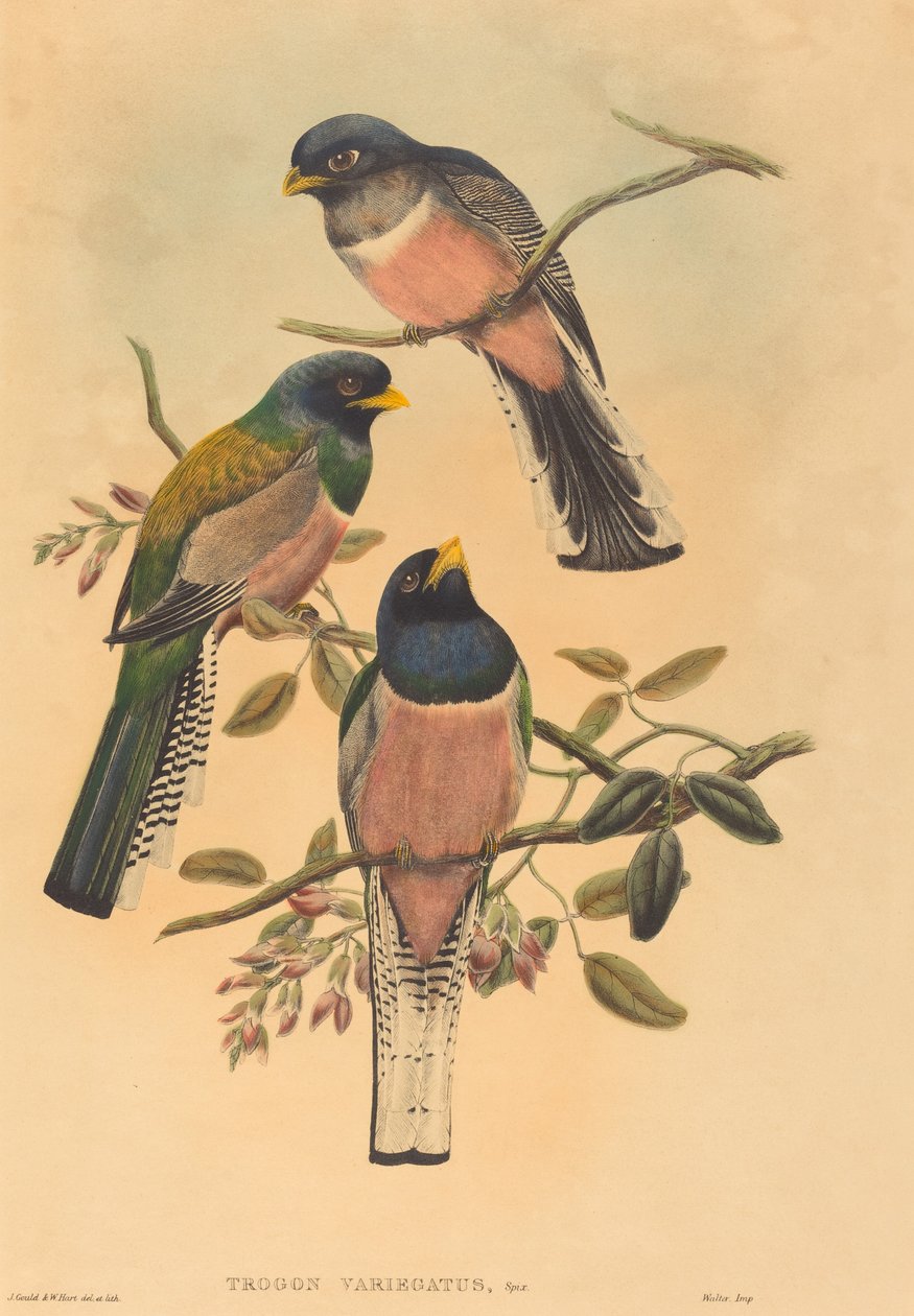 Trogan variegatus door John Gould, William Matthew Hart
