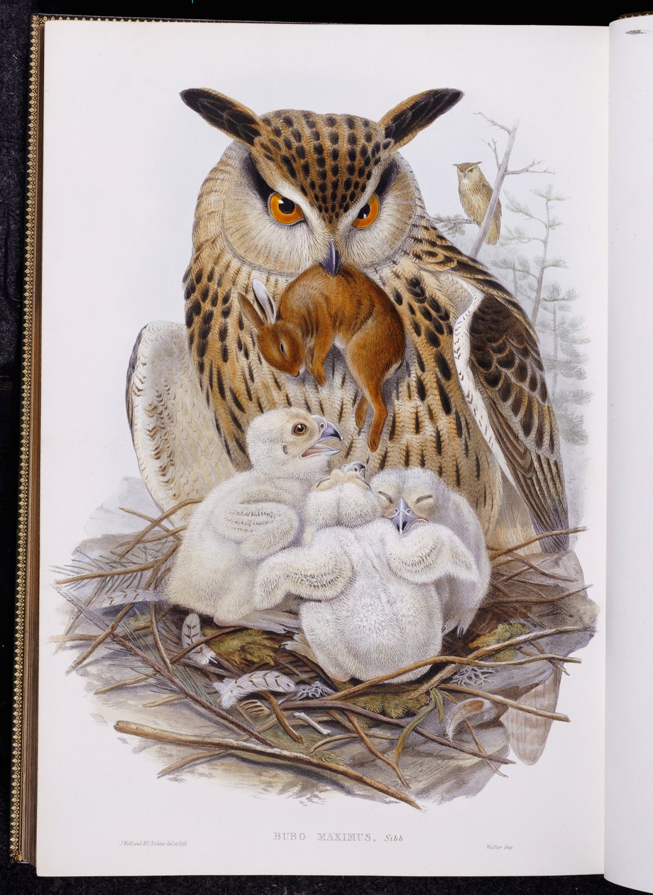 Een grote uil en kuikens, uit 