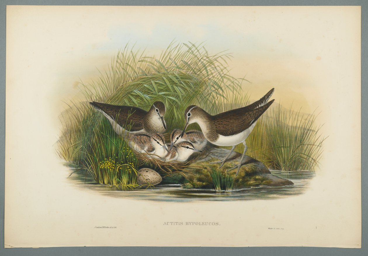 Actitis Hypoleucos - Oeverloper door John Gould