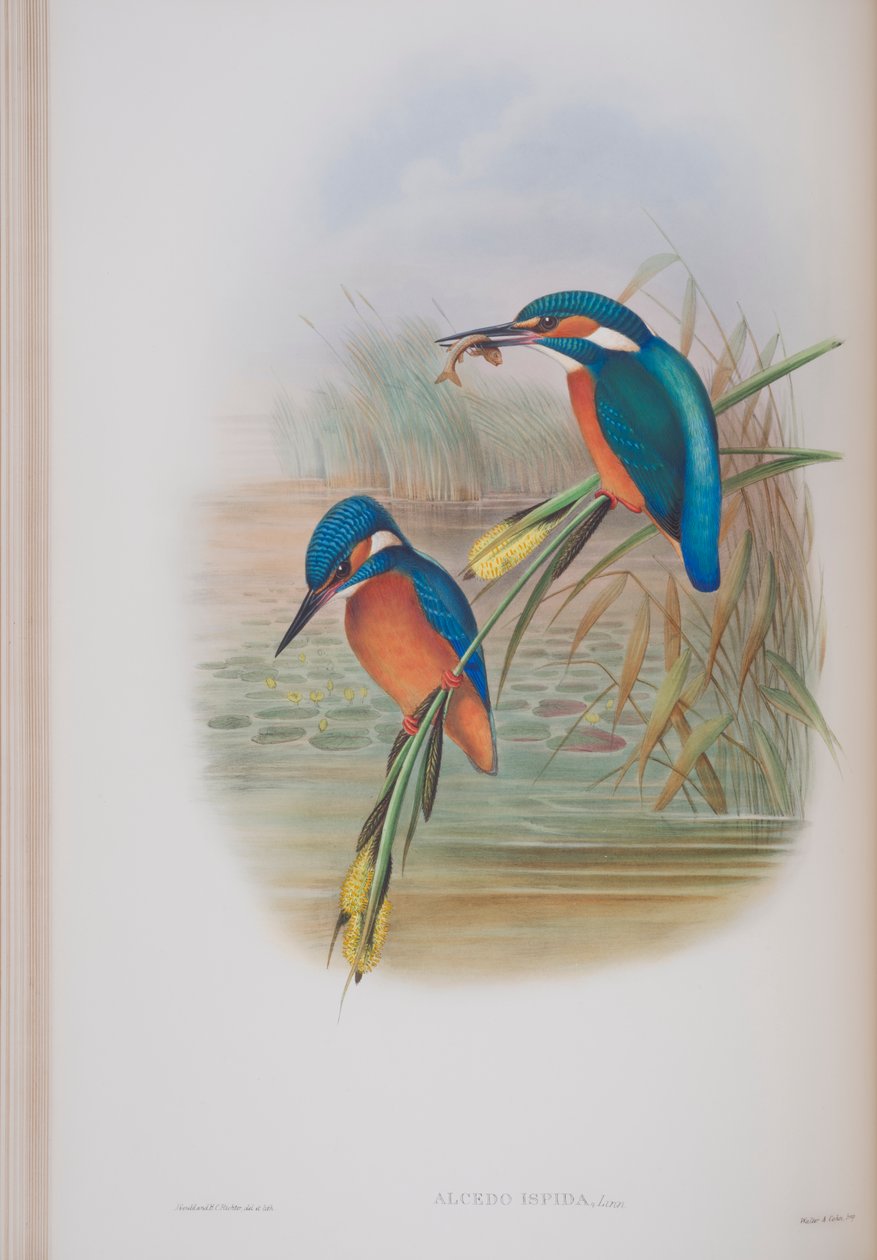 Alcedo Ispida, plaat uit The Birds of Great Britain door John Gould, uitgegeven 1862-73 door John Gould