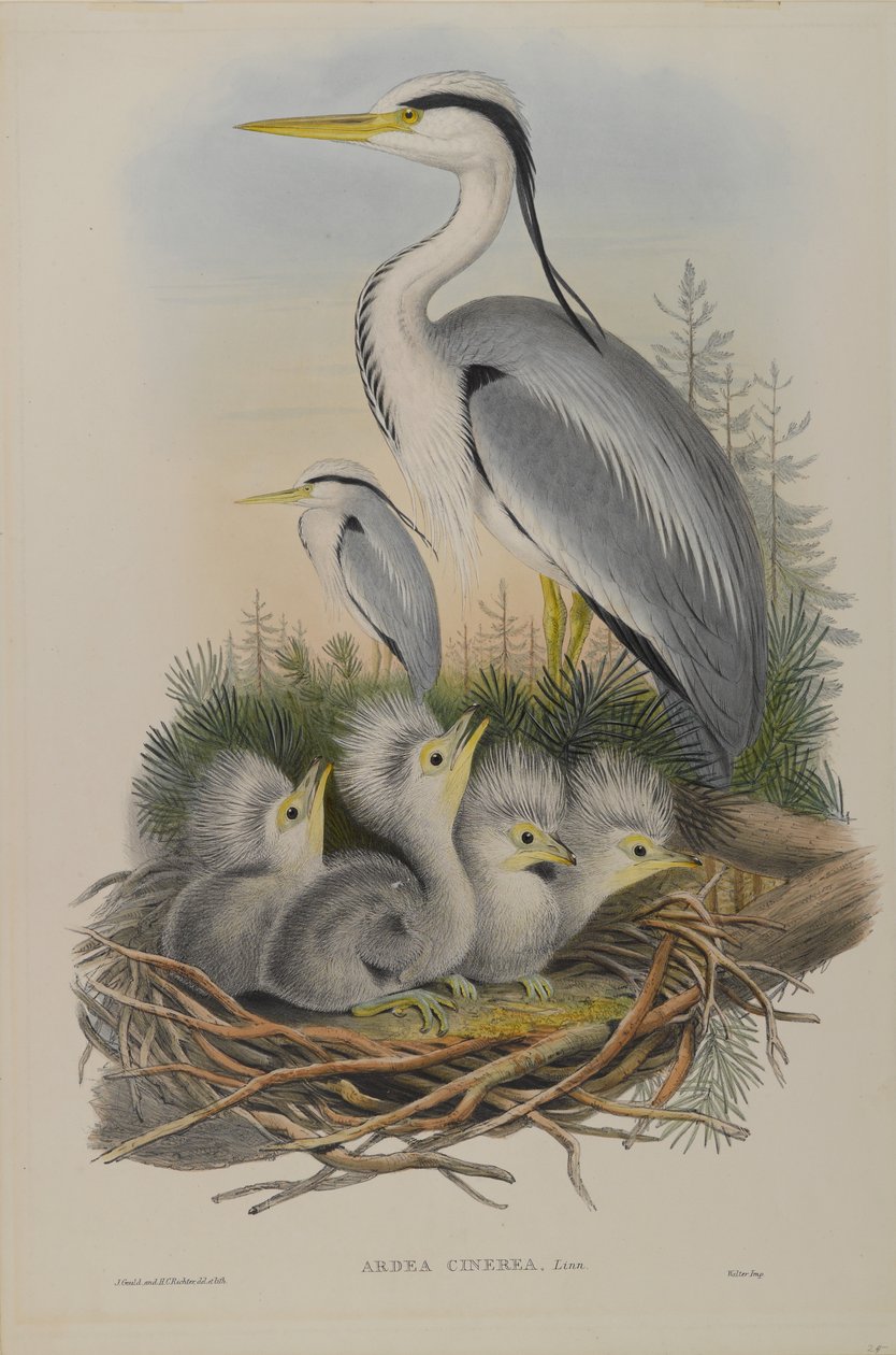 Ardea Cinerea - Reiger door John Gould