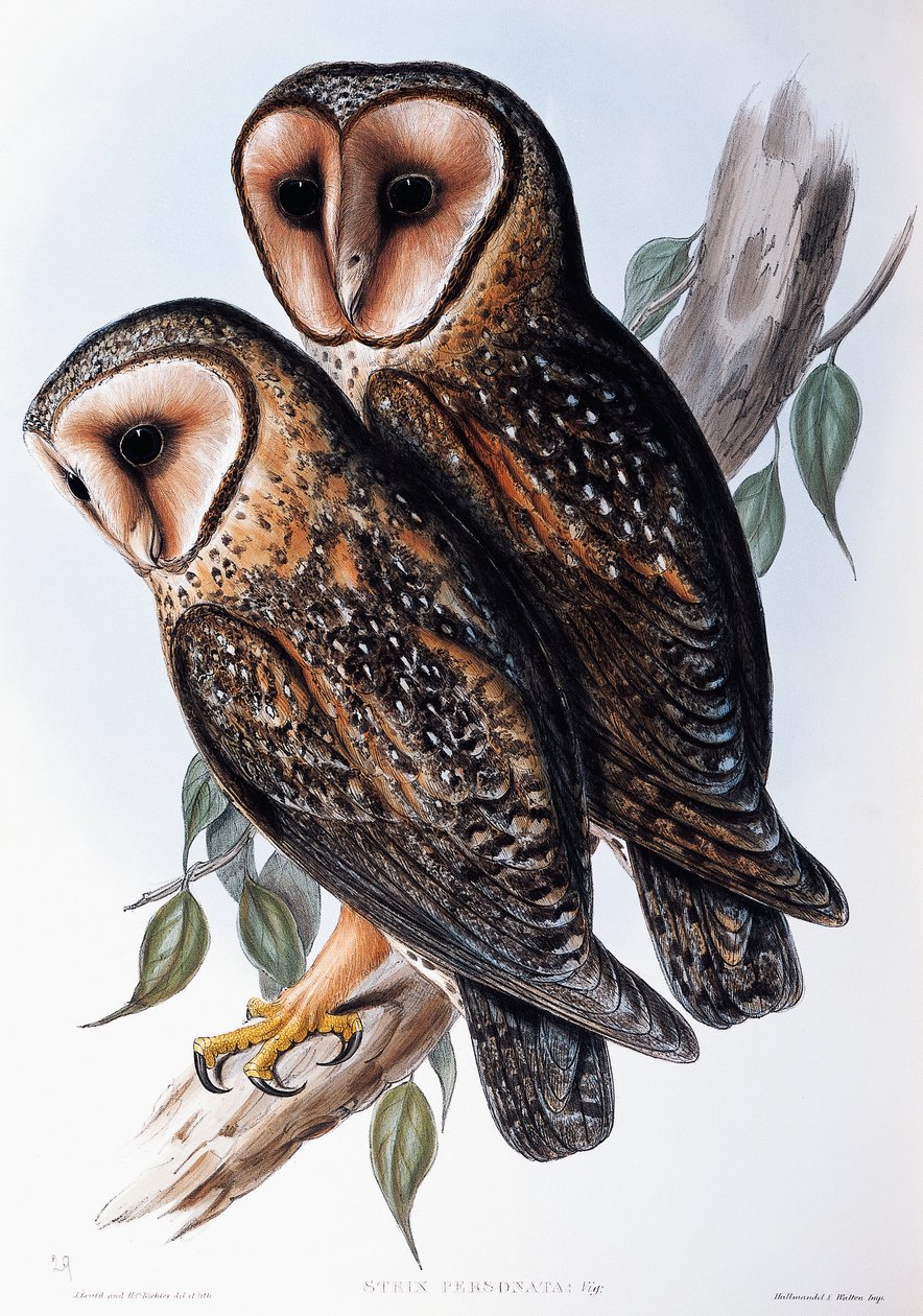 Australische maskeruil (Strix personata), lithografie uit Birds of Australia door John Gould