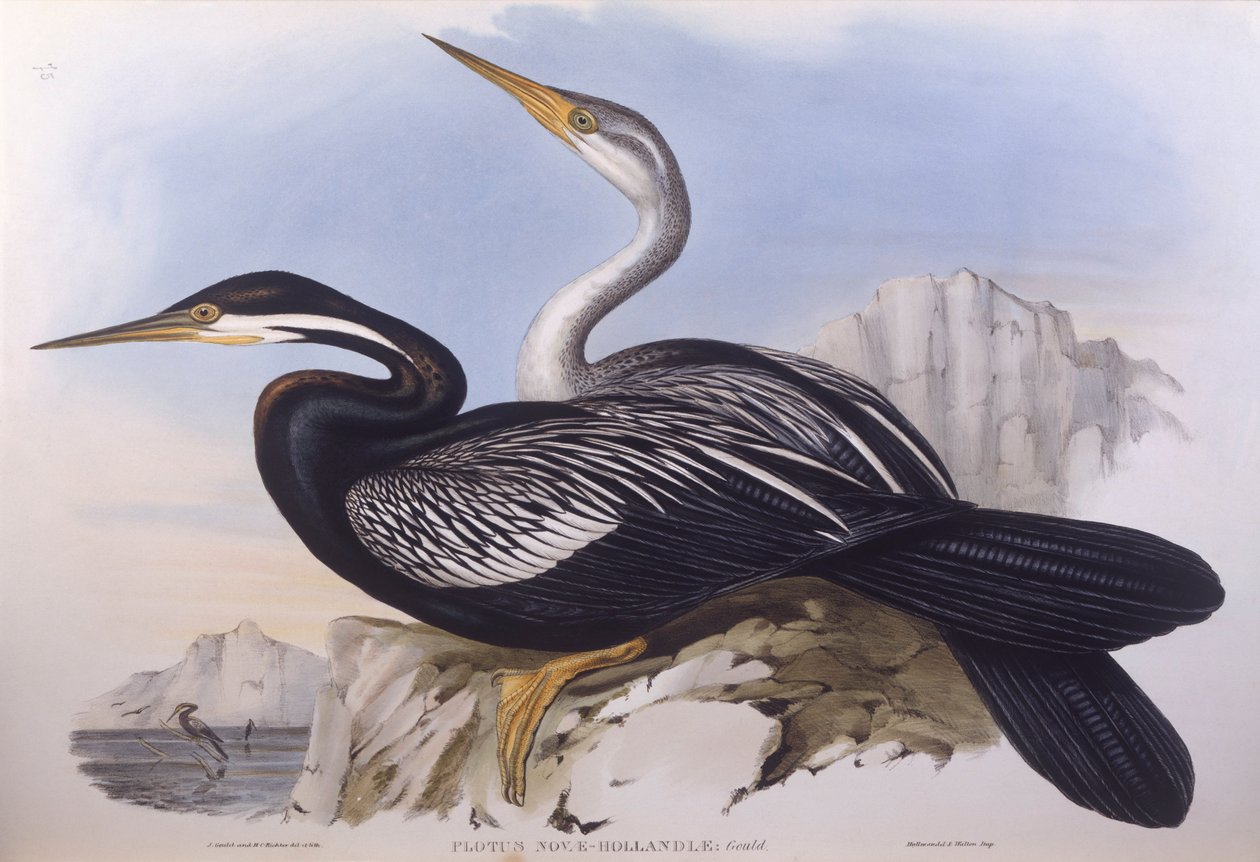 Australische slanghalsvogel (Anhinga novaehollandiae), gravure door John Gould door John Gould