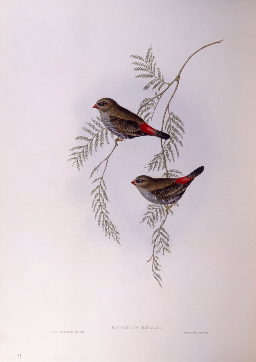 Mooie vuurstaart (Stagonopleura bella), gravure door John Gould door John Gould