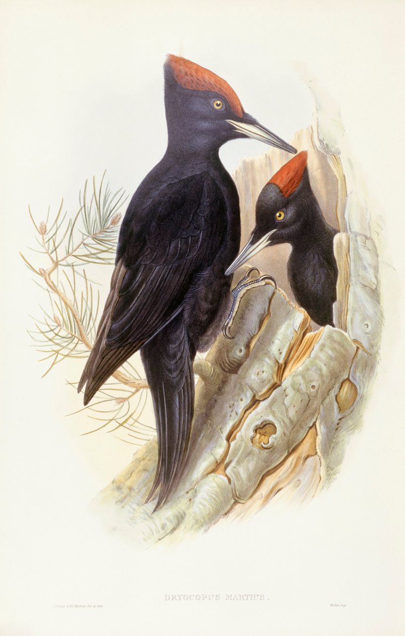 Zwarte specht (Dryocopus martius), gravure door John Gould door John Gould