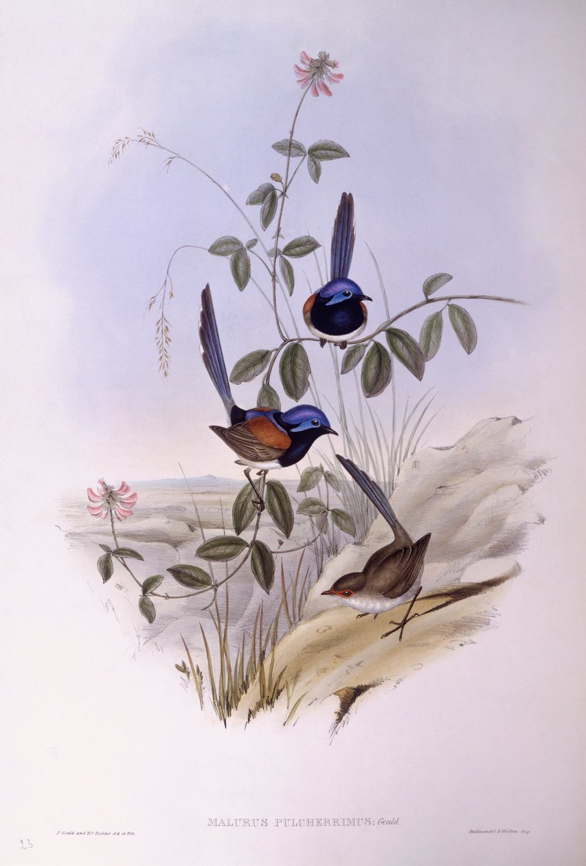 Blauwborstelfee (Malurus pulcherrimus), Gravure door John Gould door John Gould