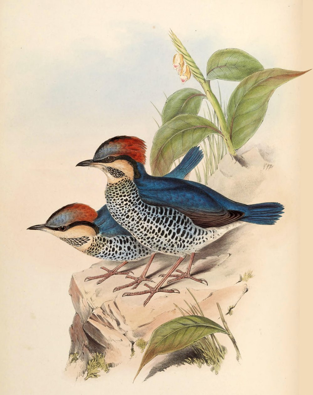 Blauwe Pitta Pitta cyanea Blyth door John Gould